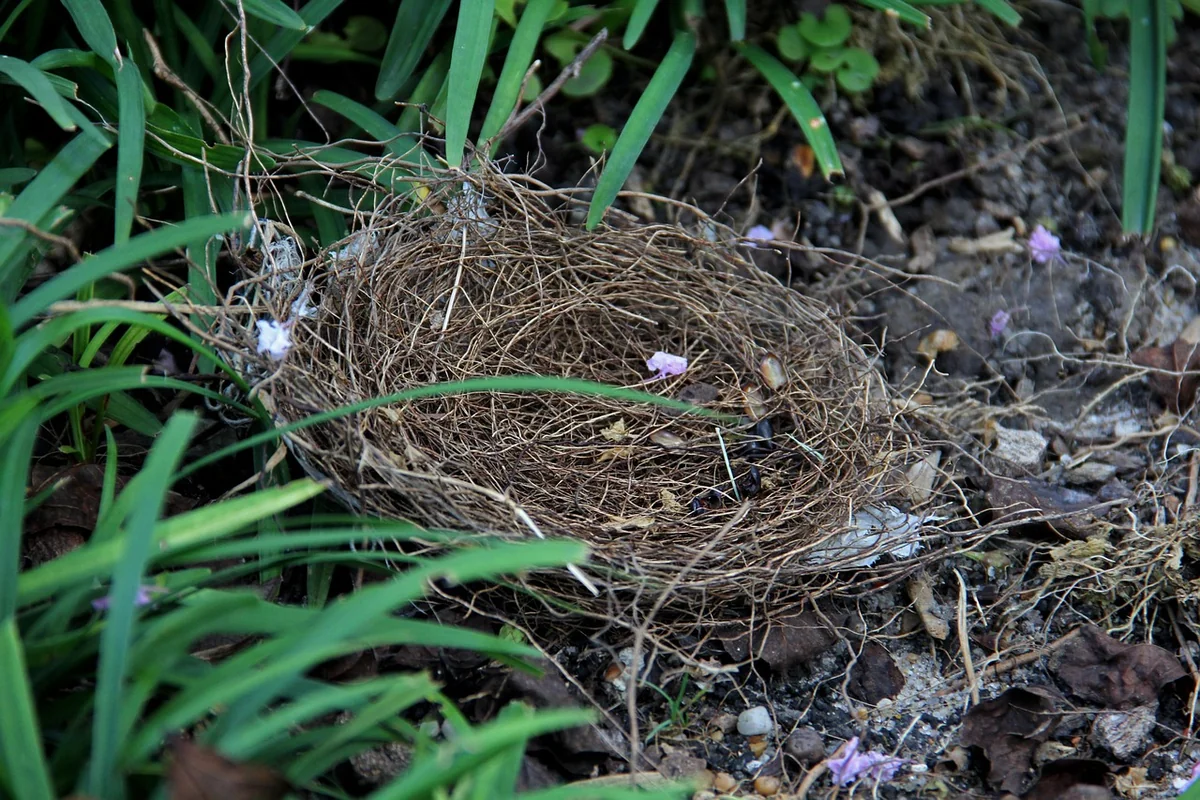 Matériaux maison écologique : tendances incontournables de 2026 pour un habitat sain