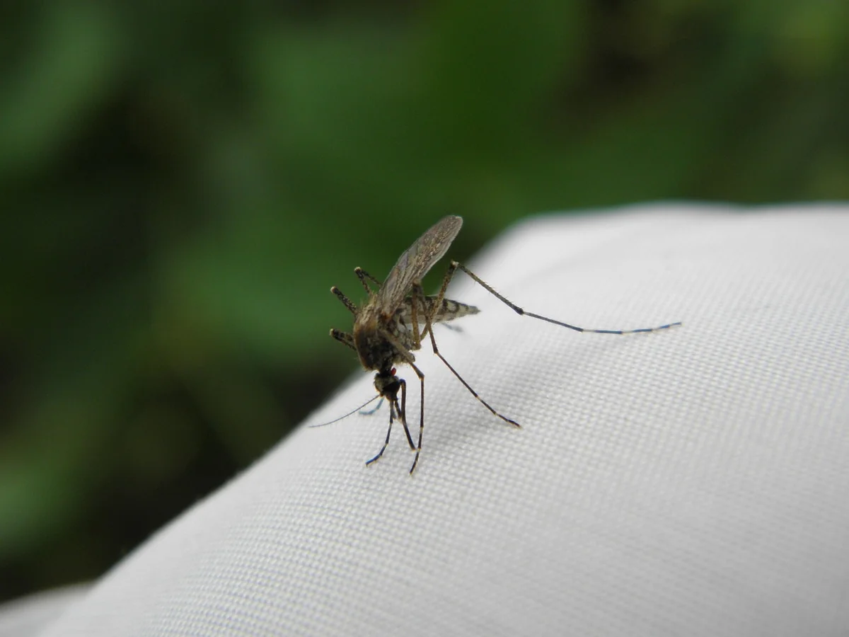 Quels insectes piquent la nuit en 2026 : guide pour des nuits sereines
